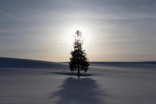 投稿：クリスマスツリーの木