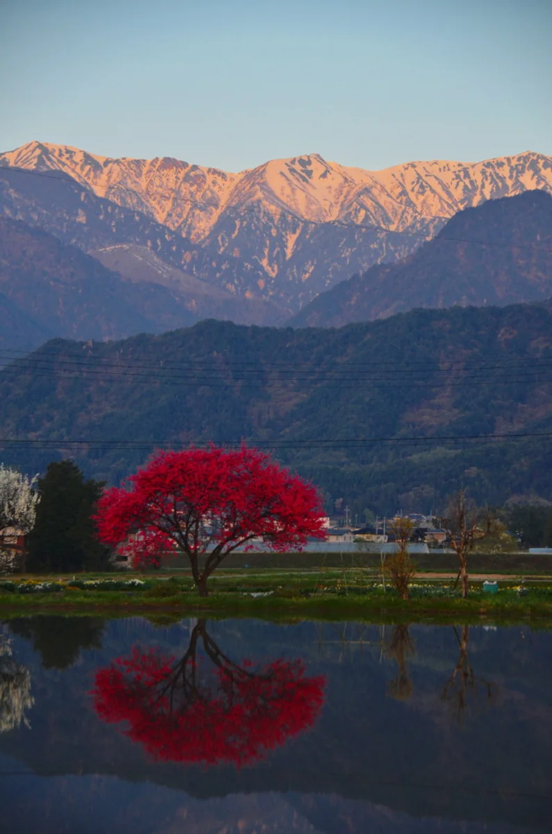 投稿写真：ひねもすのたりの春の朝