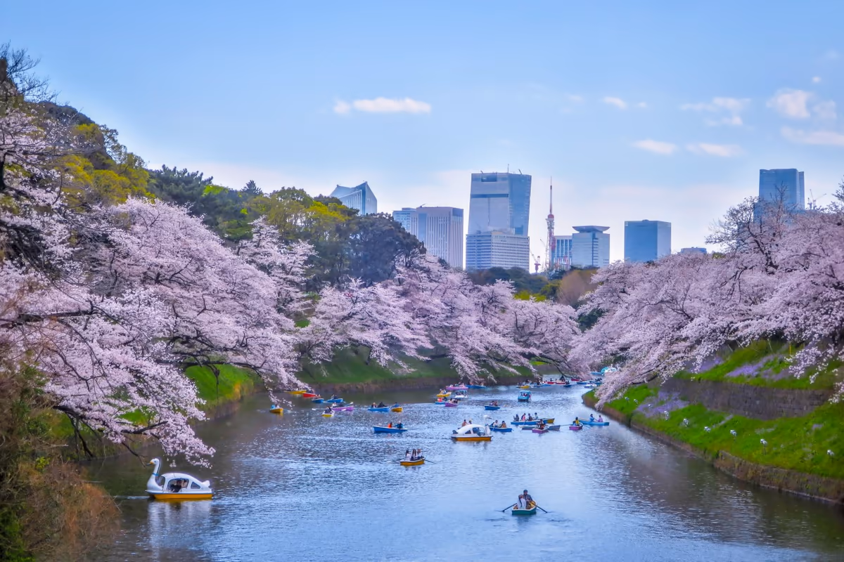 投稿写真：千鳥ヶ淵の桜と東京タワー