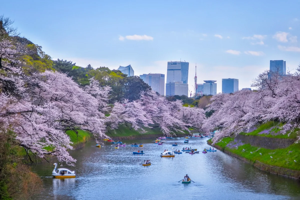 投稿写真：千鳥ヶ淵の桜と東京タワー