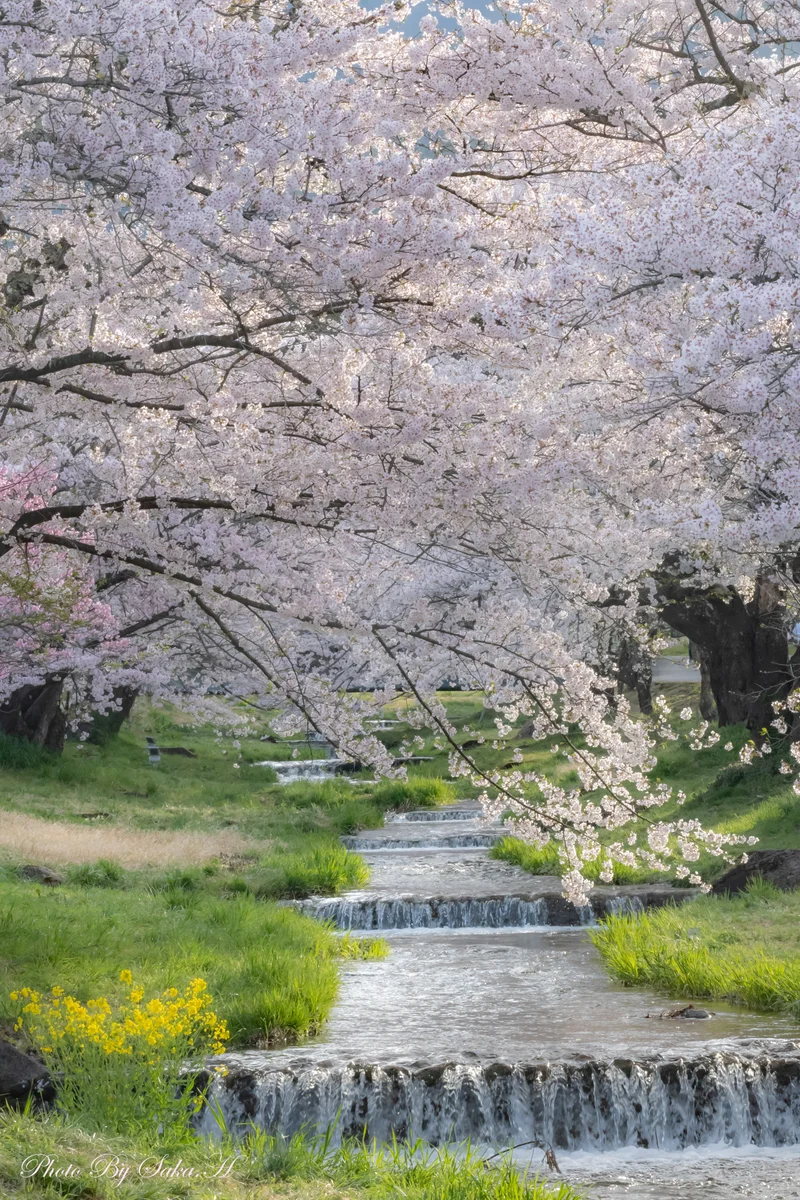 投稿写真：春うらら