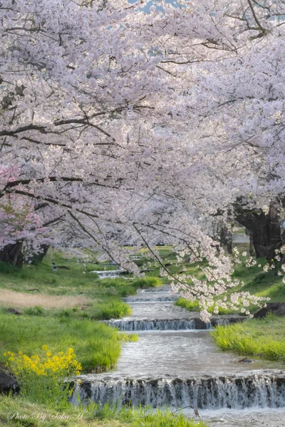 投稿：春うらら