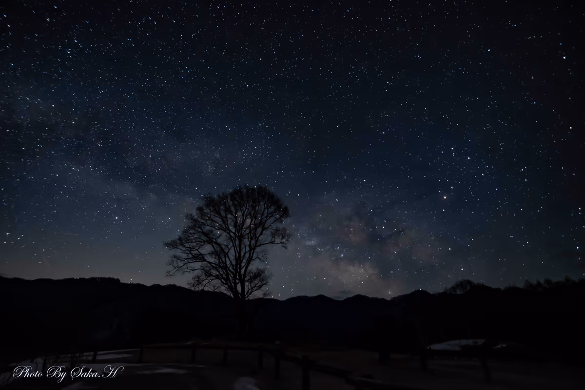 投稿写真：コナラの木と天の川