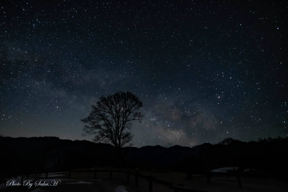 投稿写真：コナラの木と天の川