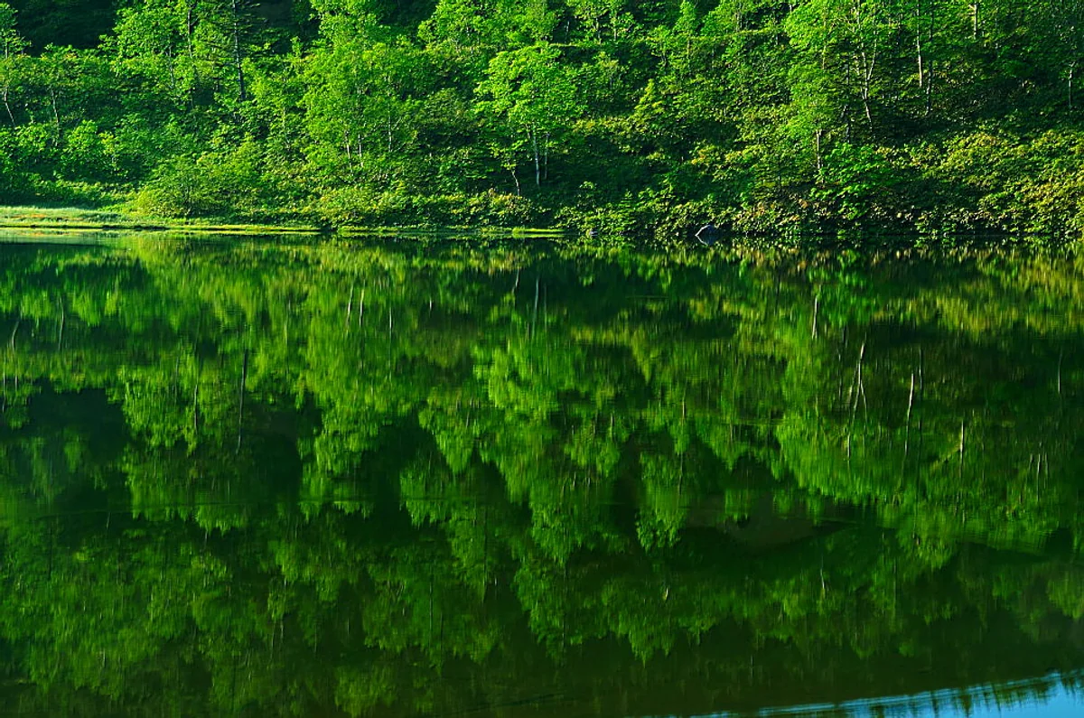 投稿写真：草津白根山　緑映