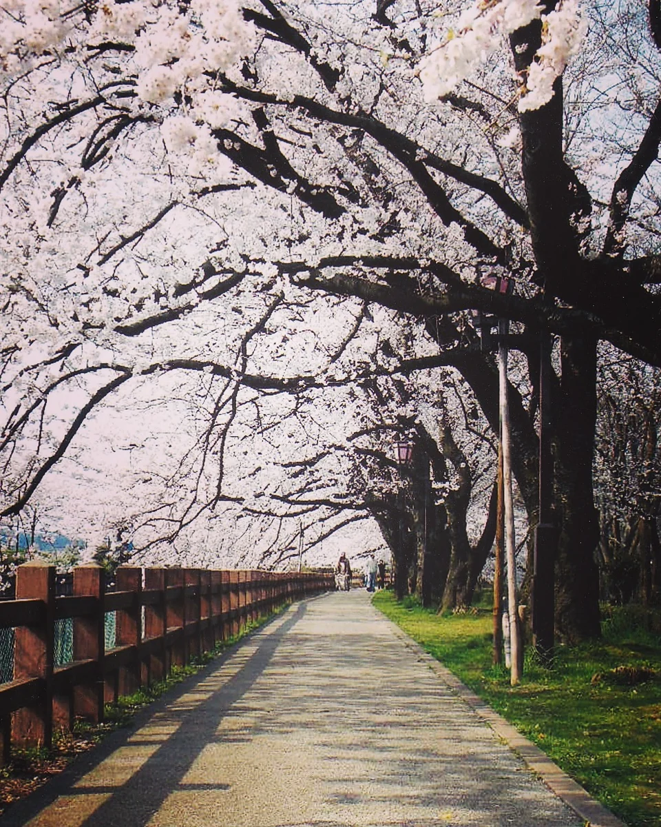 投稿写真：松川の桜並木