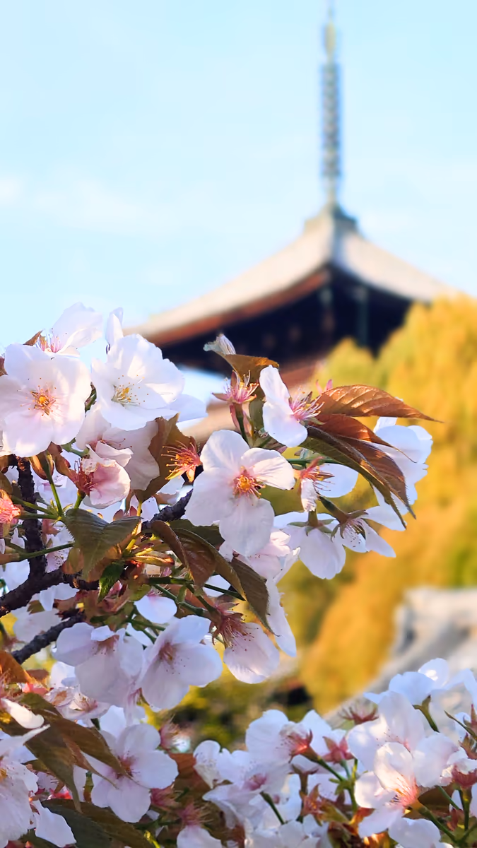 投稿写真：仁和寺の桜