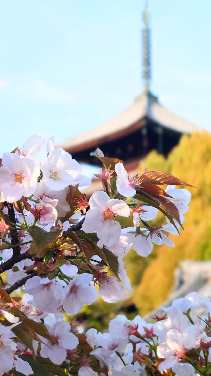 投稿写真：仁和寺の桜