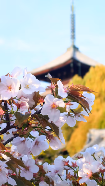 投稿：仁和寺の桜