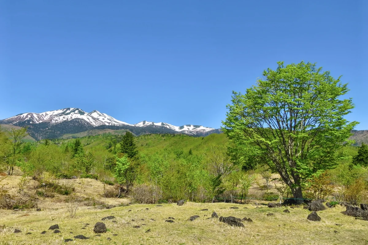 投稿写真：大カエデの新緑と残雪の乗鞍岳