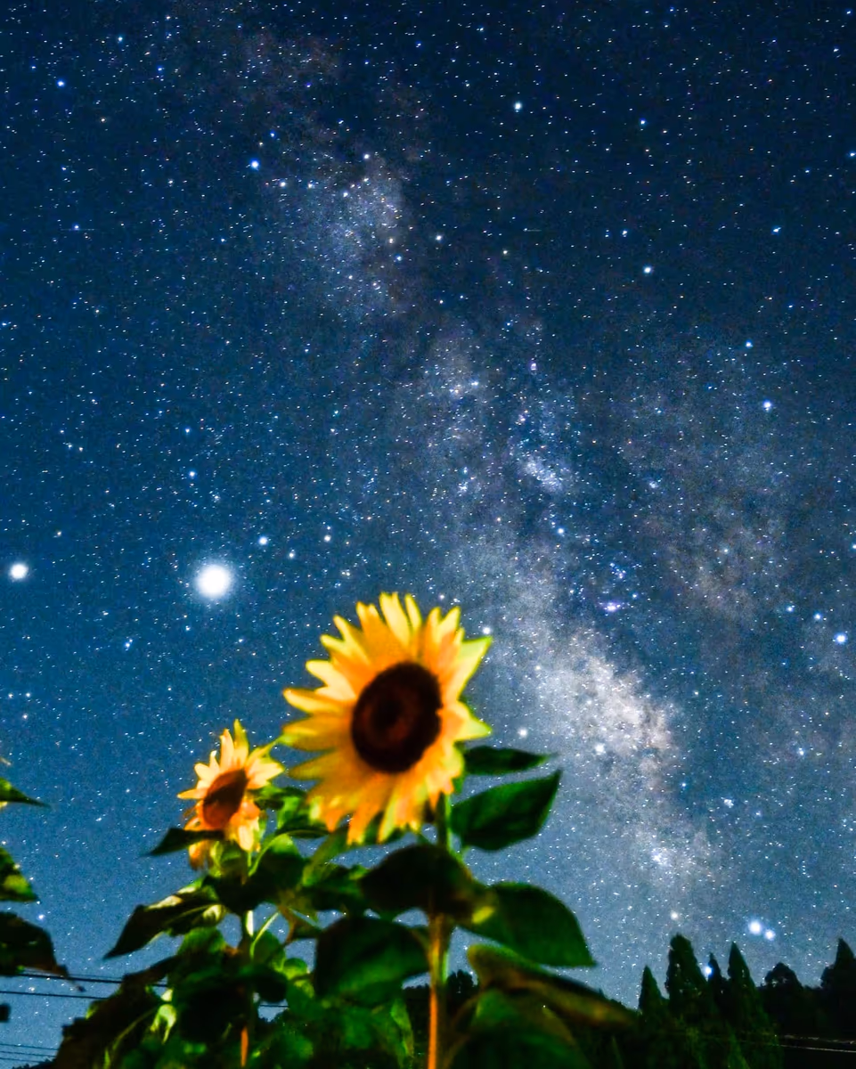 投稿写真：夏の思い出
