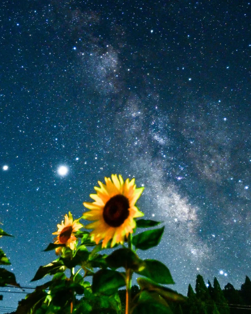 投稿写真：夏の思い出