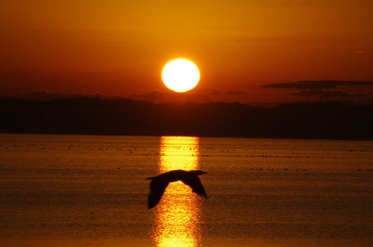 投稿写真：霞ヶ浦 初日の出