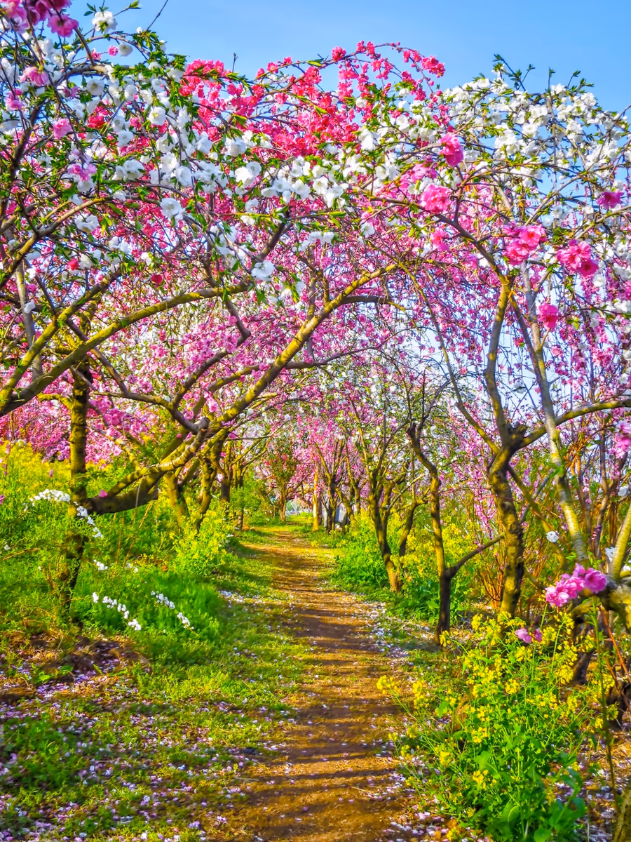 投稿写真：花桃のトンネル