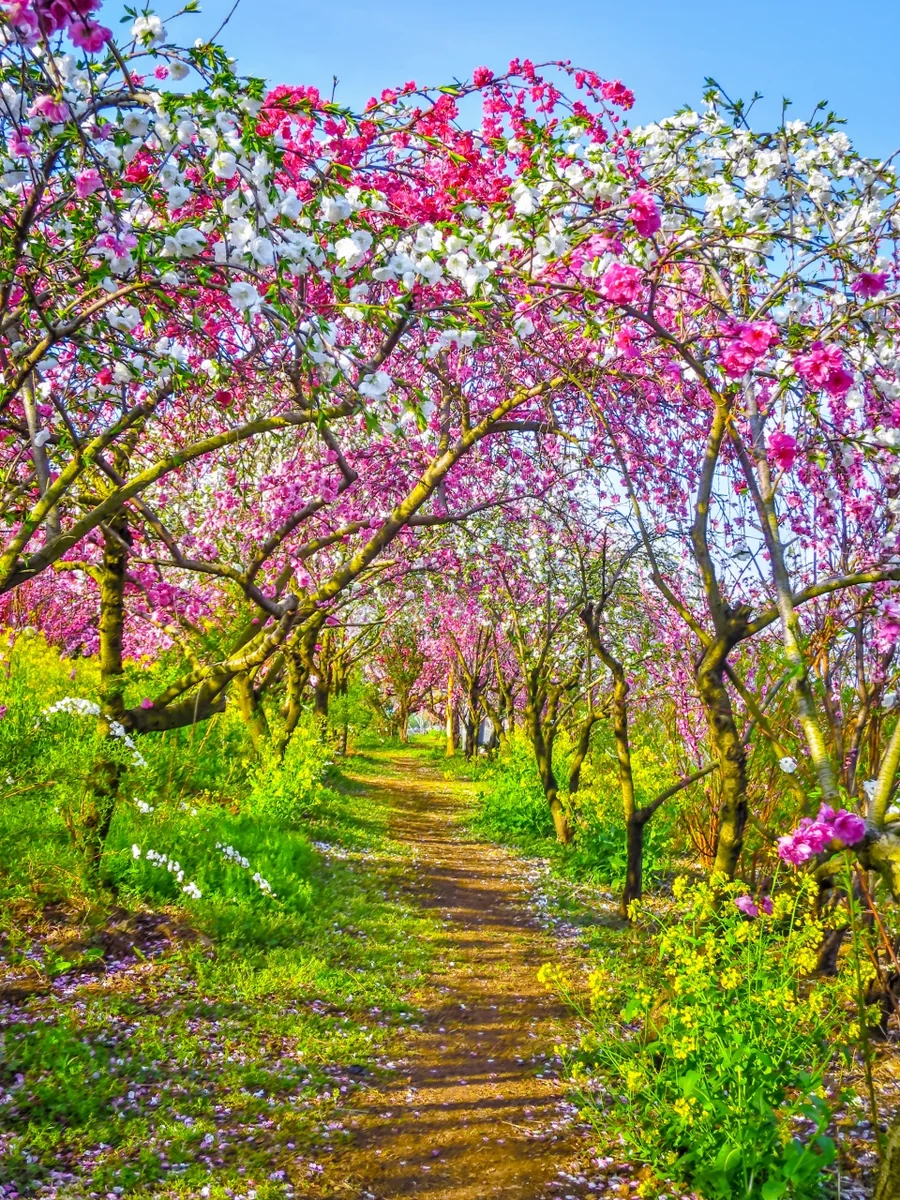 投稿写真：花桃のトンネル