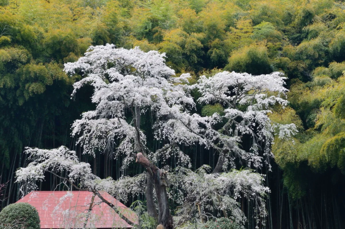 投稿写真：雪村の桜