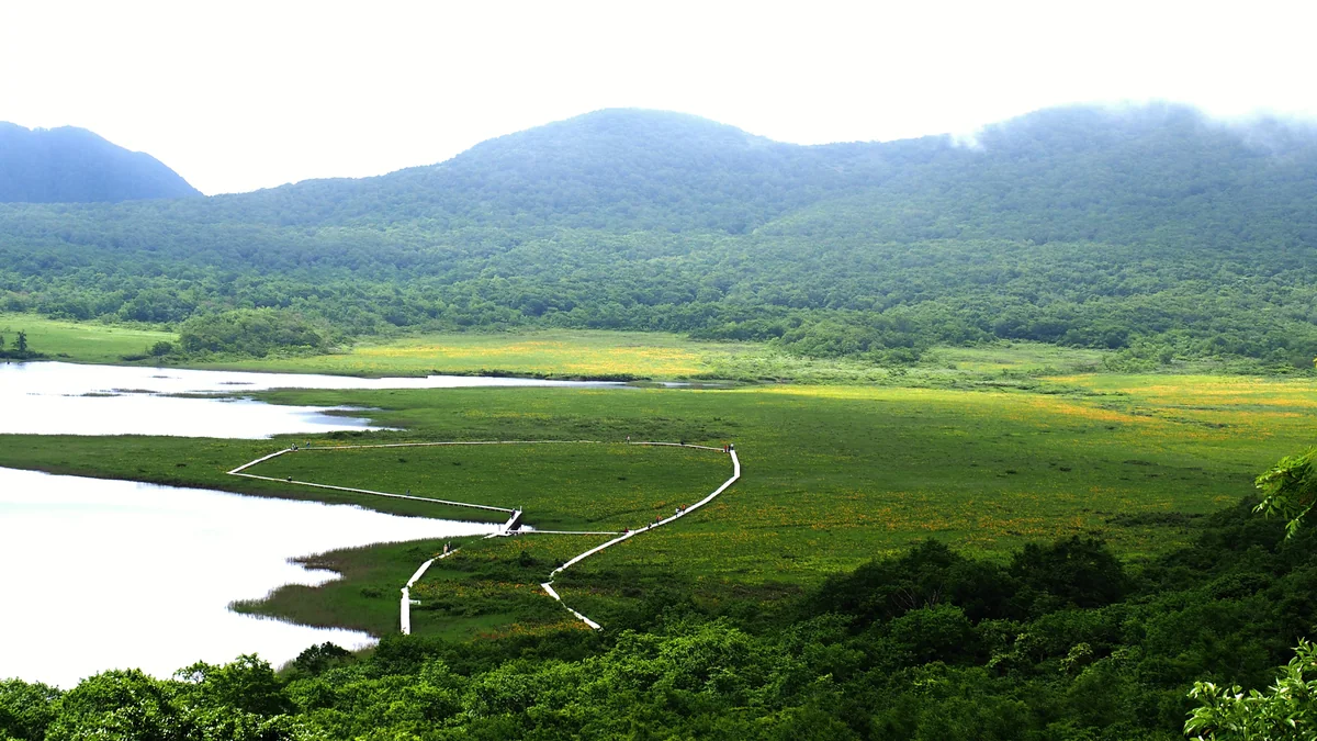 投稿写真：雄国沼全景（ニッコウキスゲ）