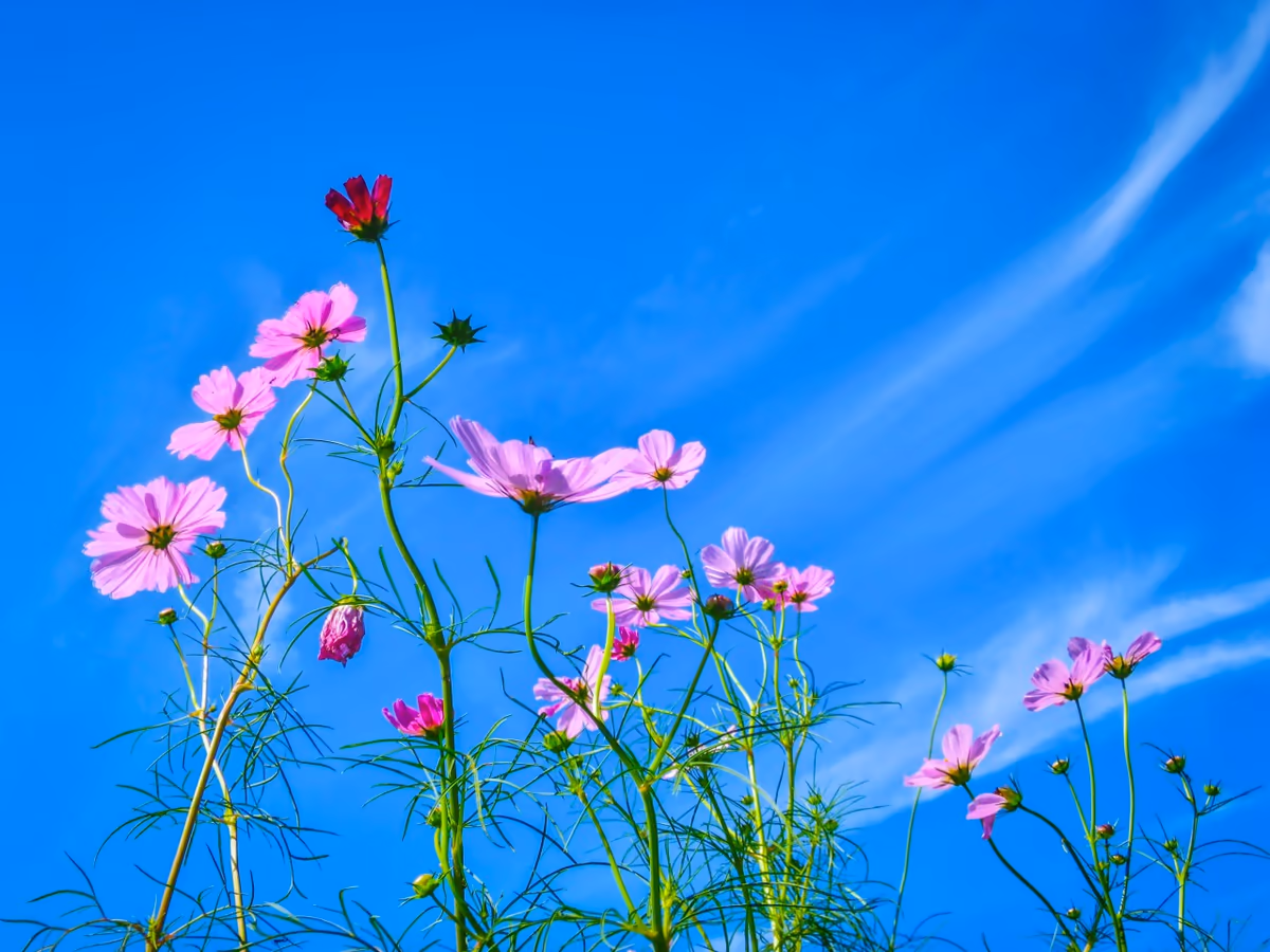 投稿写真：秋空に映える秋桜