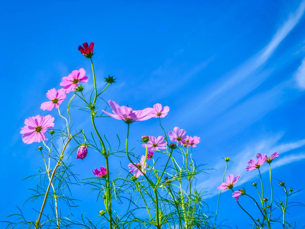 投稿写真：秋空に映える秋桜