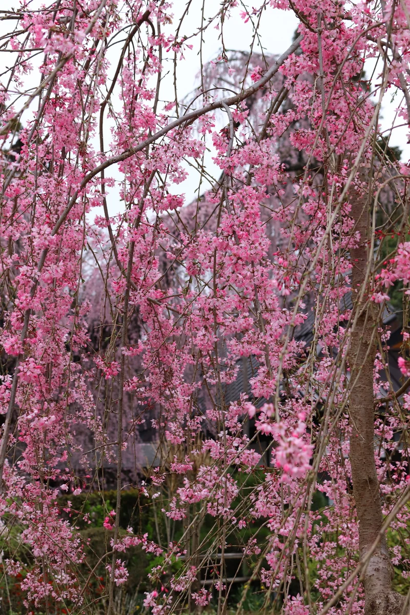 投稿写真：イトザクラ