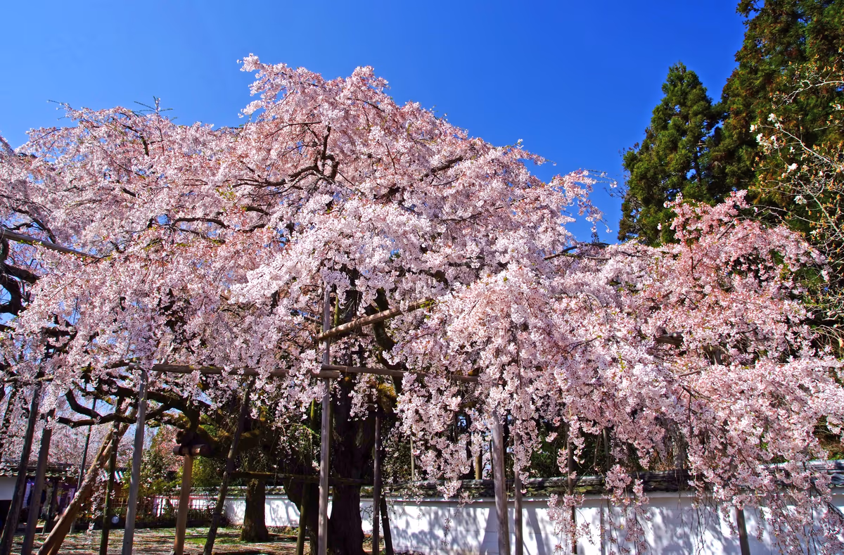 投稿写真：醍醐寺へ