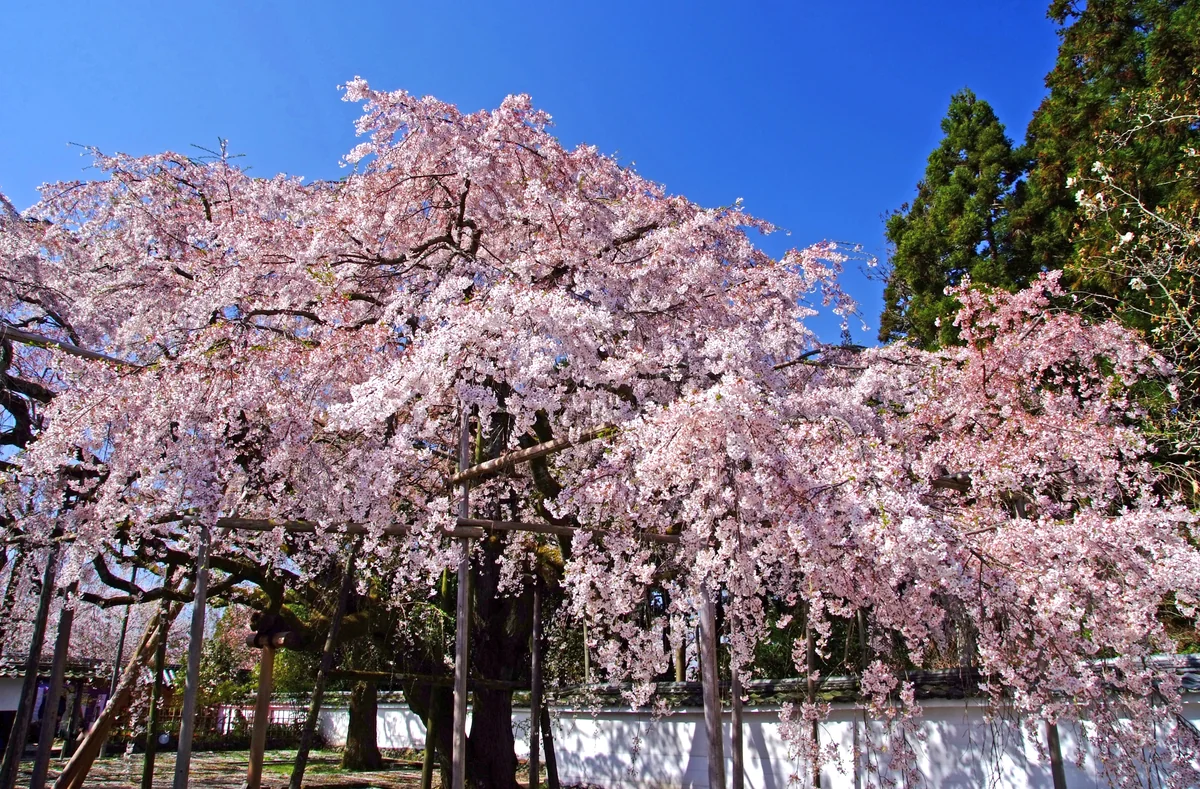 投稿写真：醍醐寺へ