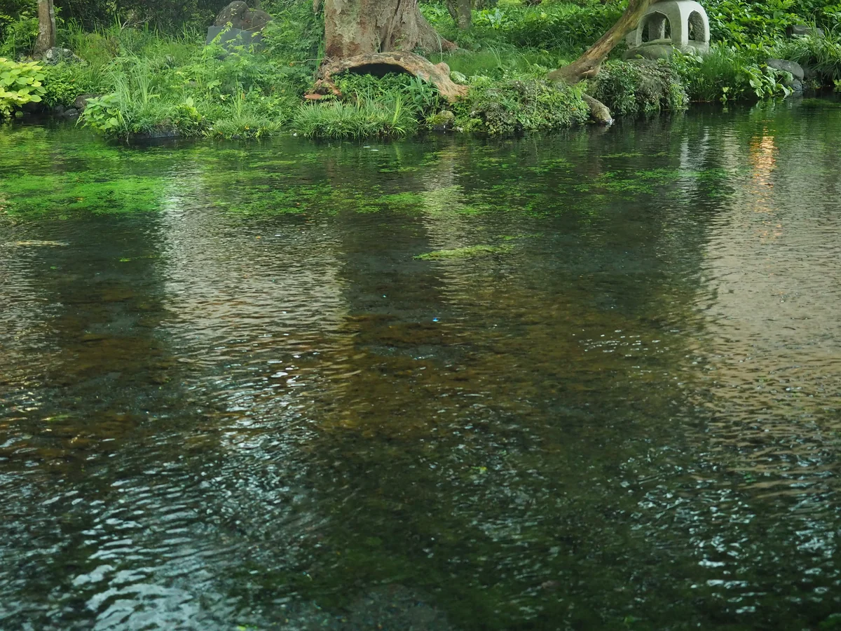 投稿写真：富士宮本宮浅間大社　湧玉池