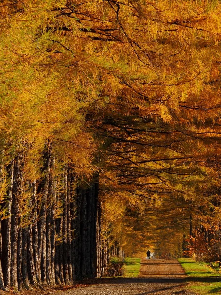 投稿写真：からまつ並木