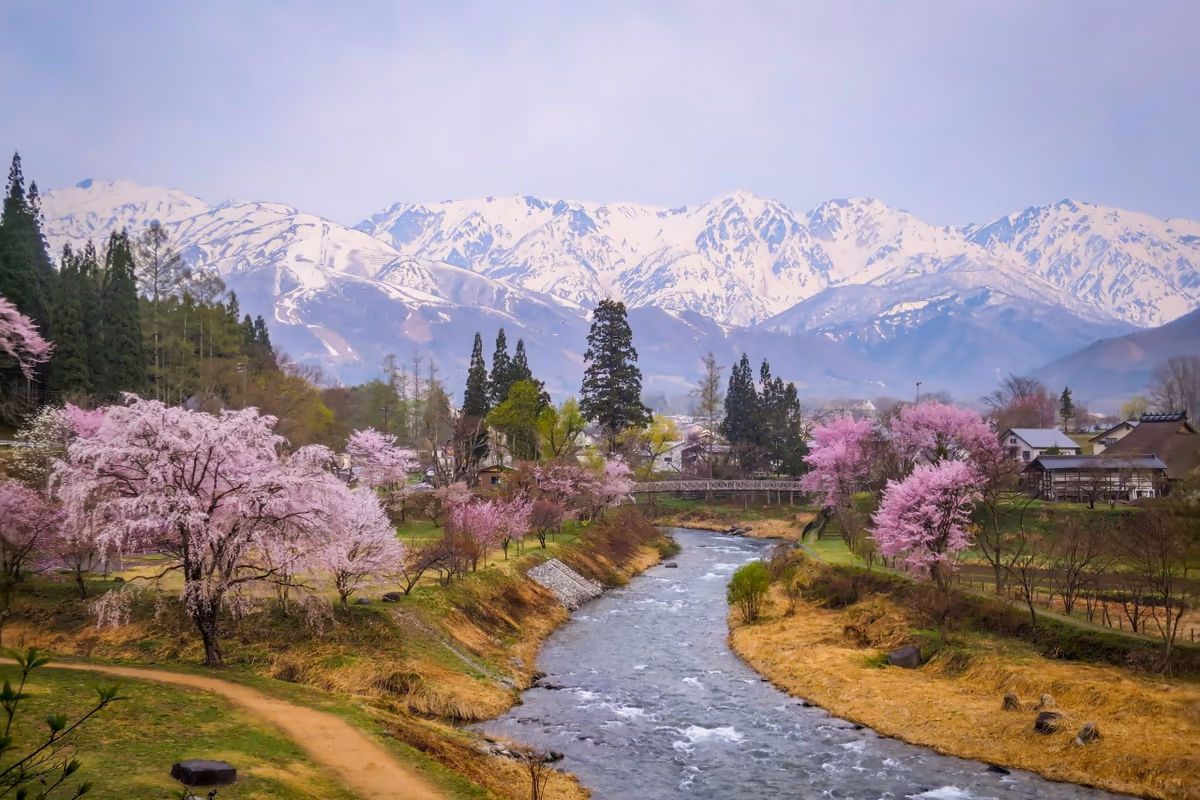 投稿写真：白馬三山と満開の桜