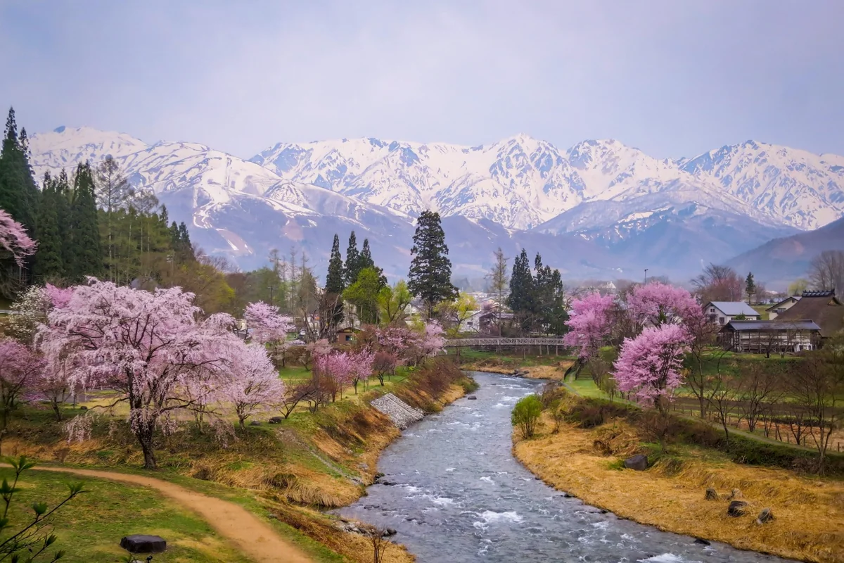 投稿写真：白馬三山と満開の桜