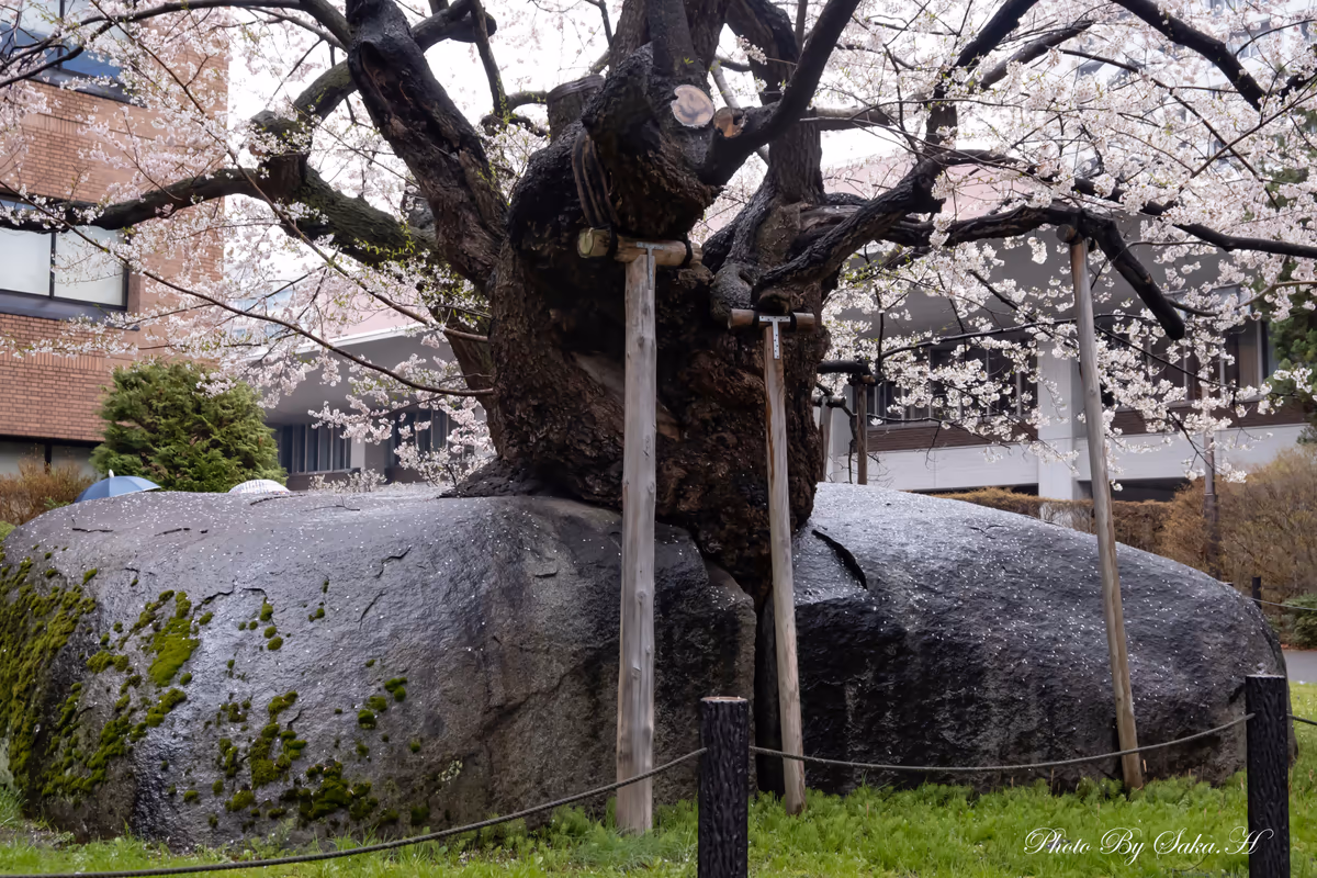 投稿写真：石割桜
