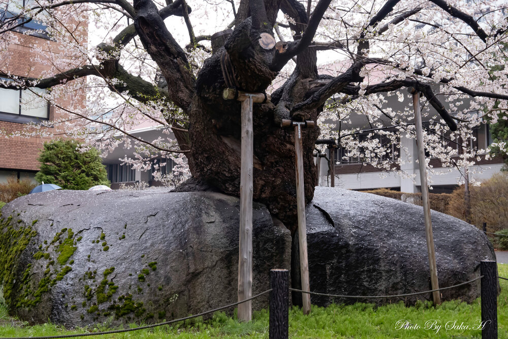 投稿写真：石割桜