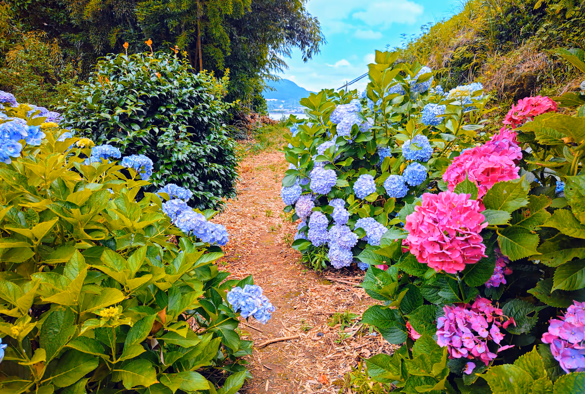 投稿写真：紫陽花の森