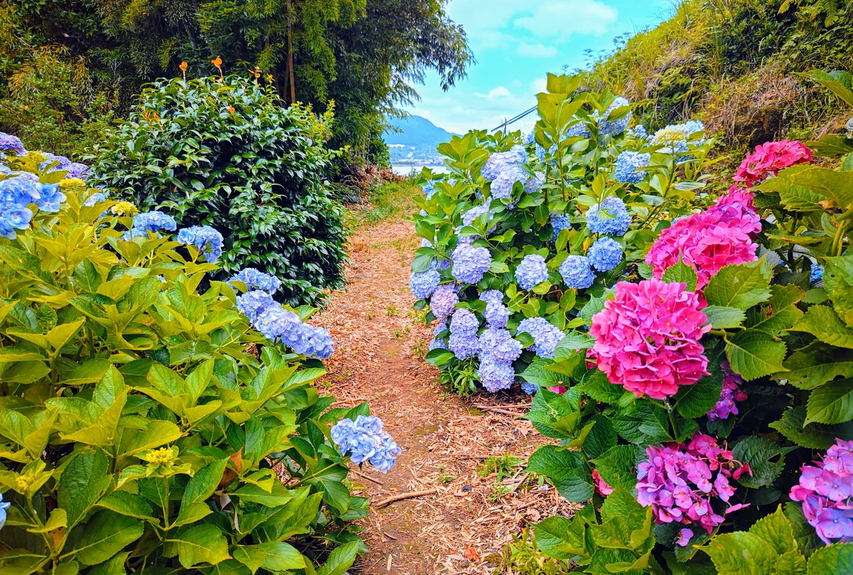 投稿写真：紫陽花の森