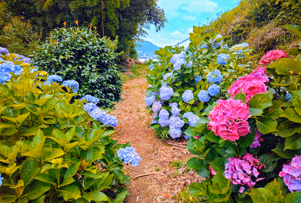 投稿：紫陽花の森