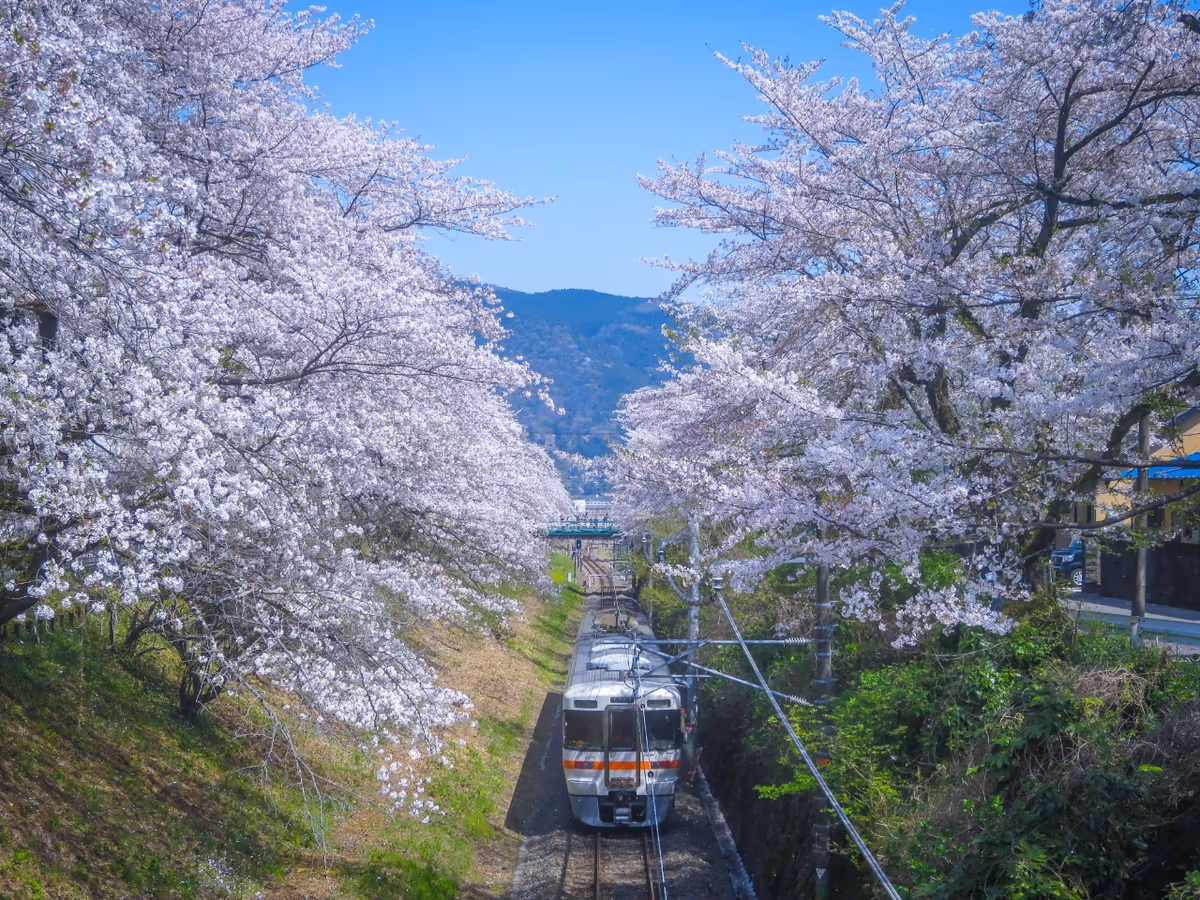 投稿写真：桜のトンネルを走る御殿場線上り電車