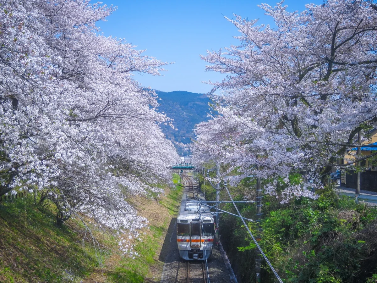 投稿写真：桜のトンネルを走る御殿場線上り電車