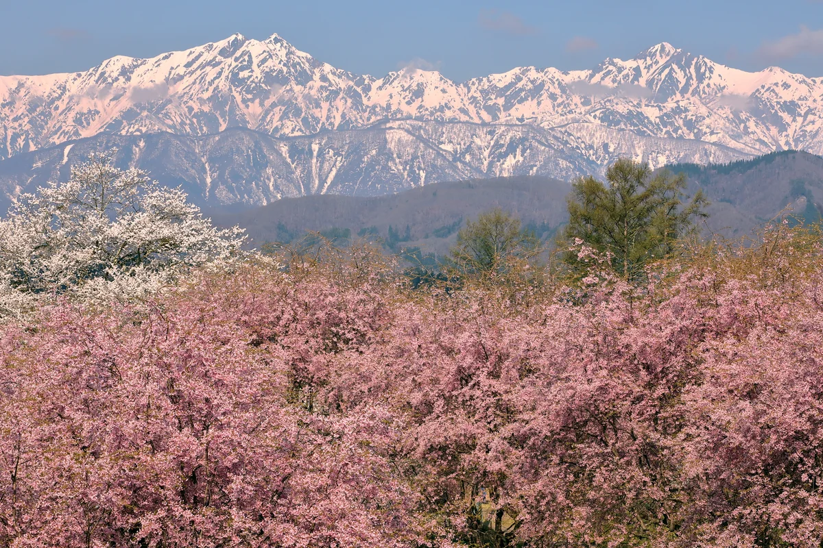投稿写真：桜山と残雪の北アルプス