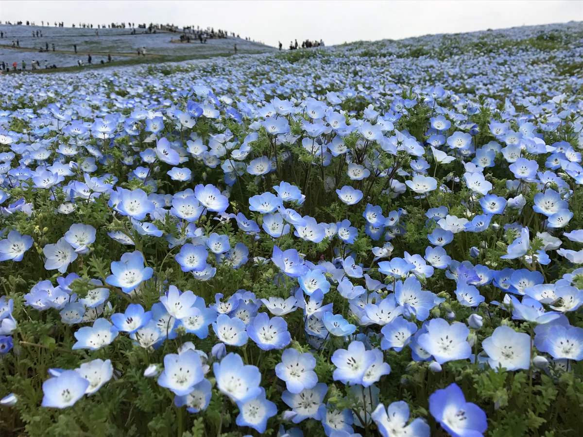 投稿写真：青 果てしなく