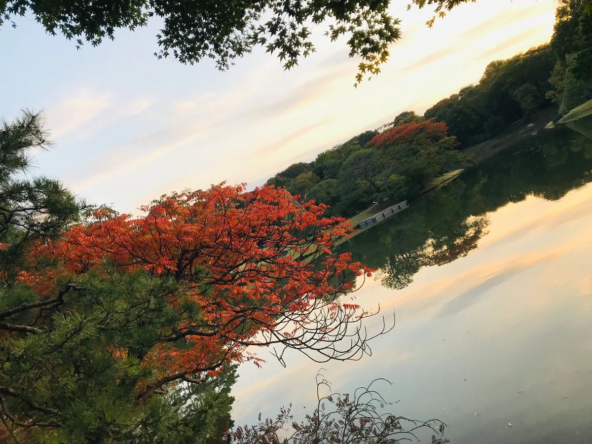 投稿写真：夕暮れ〜六義園より〜