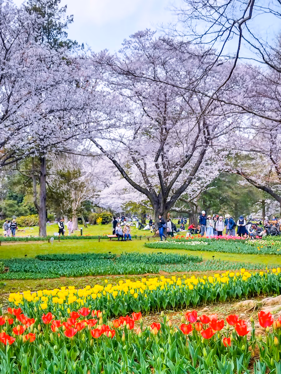 投稿写真：桜とチューリップ