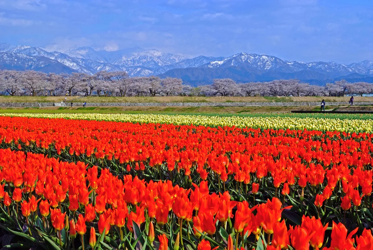 おいどん謙ちゃんさんの投稿写真