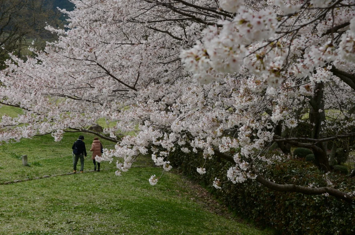 投稿写真：春の宴