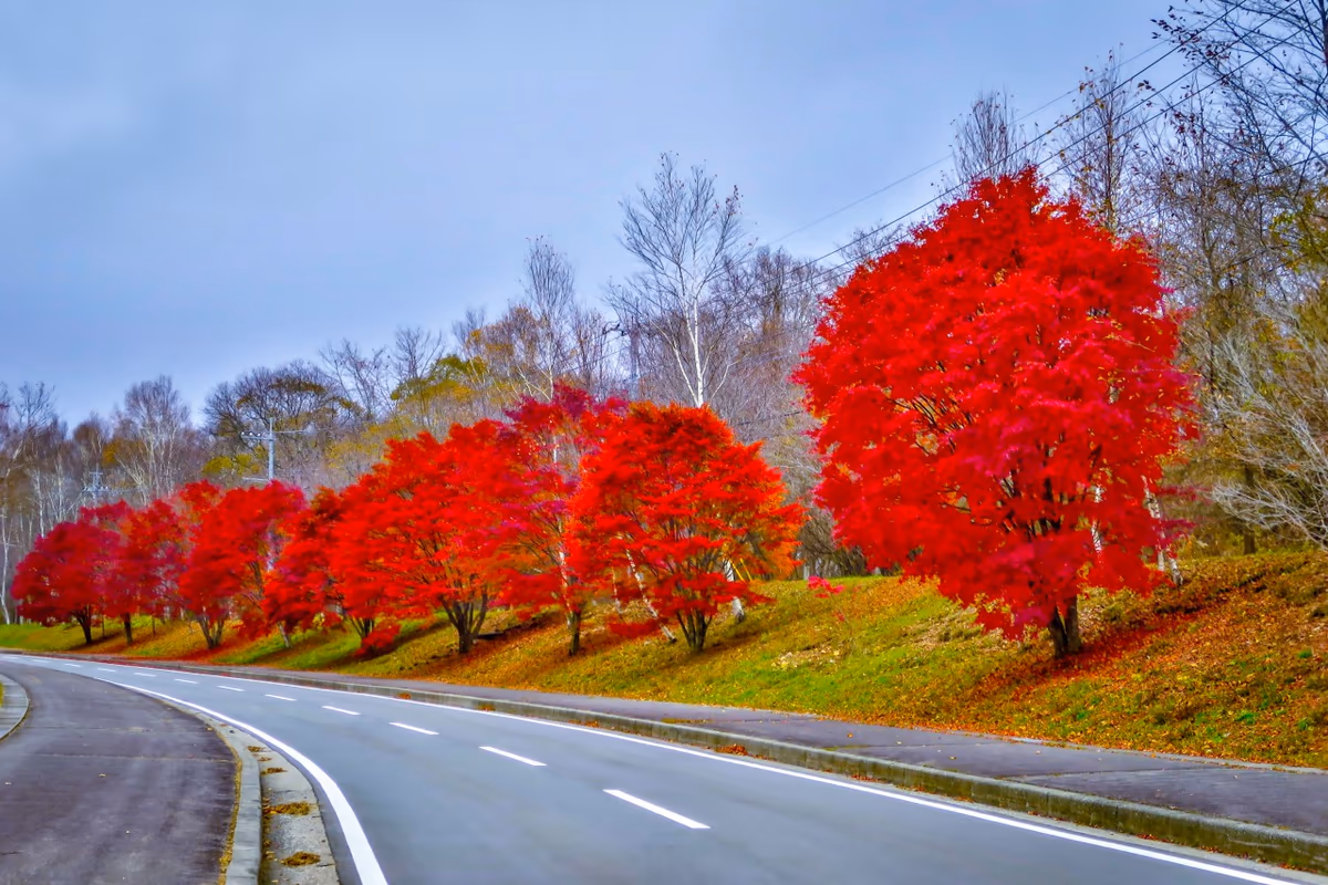 投稿写真：真紅の紅葉