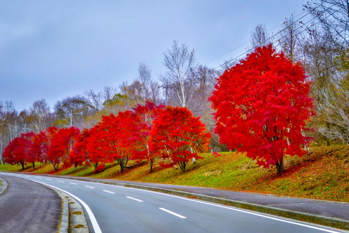 投稿写真：真紅の紅葉