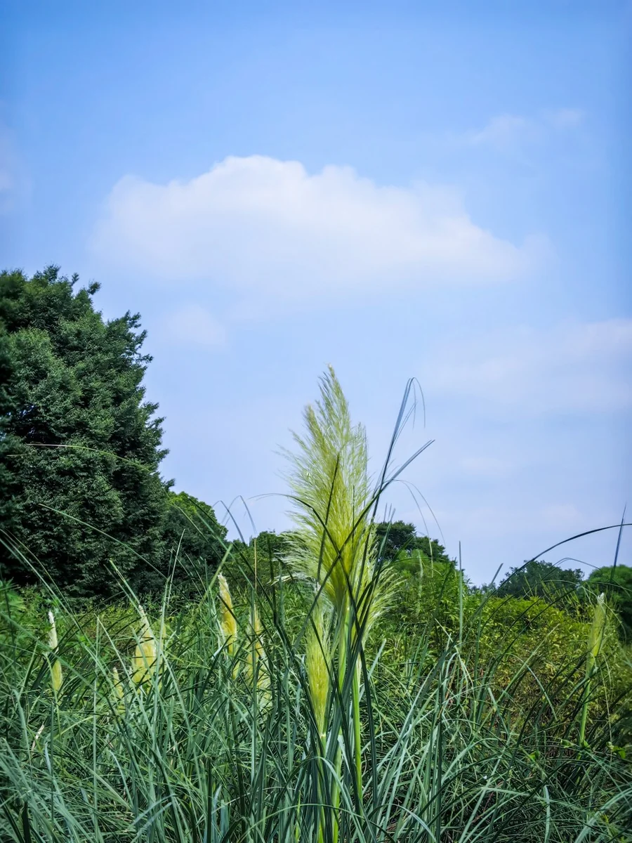 投稿写真：パンパスグラス