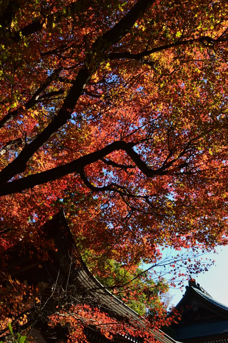 投稿写真：高尾山