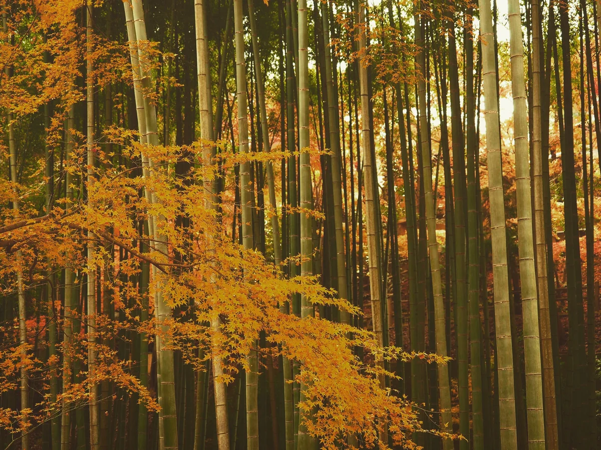 投稿写真：京都圓光寺　秋の竹林