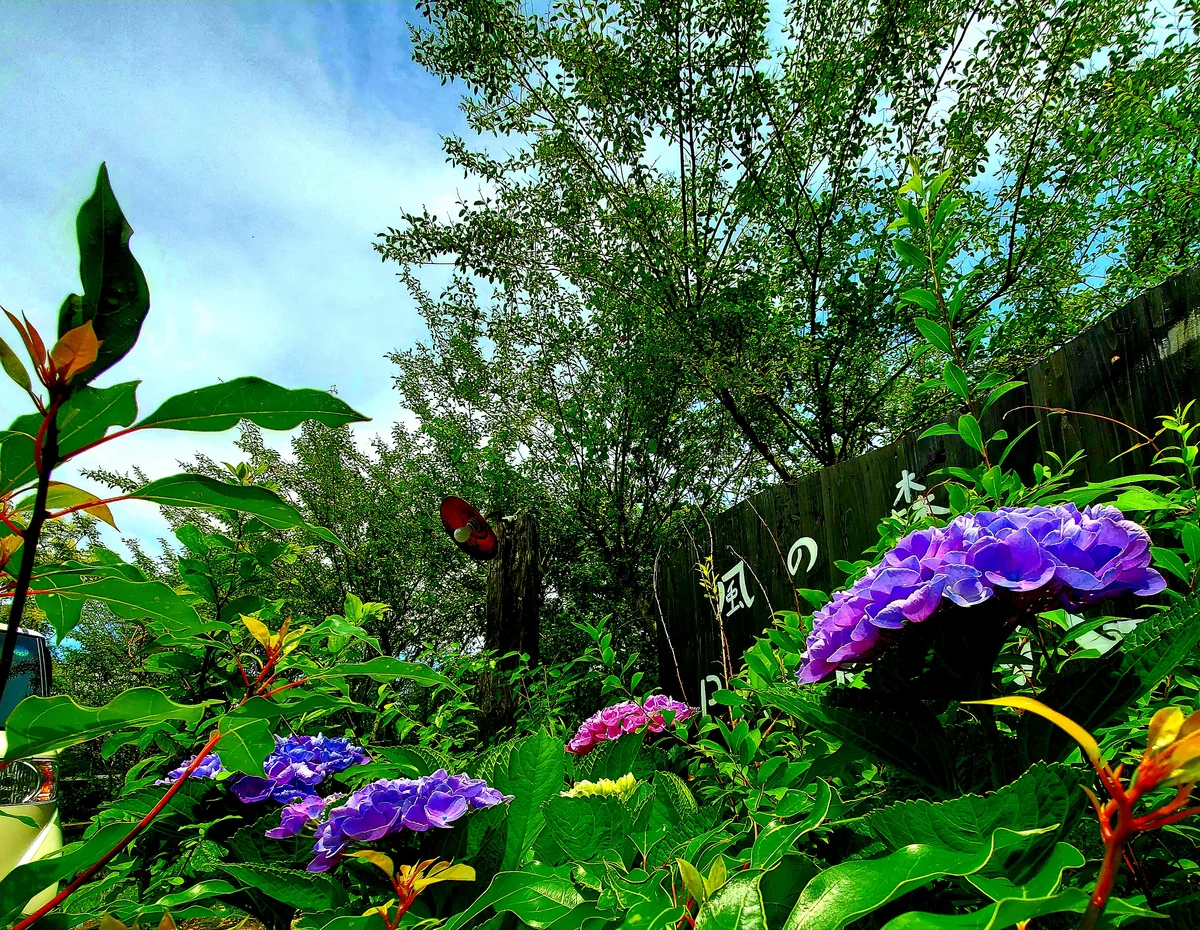 投稿写真：風の森