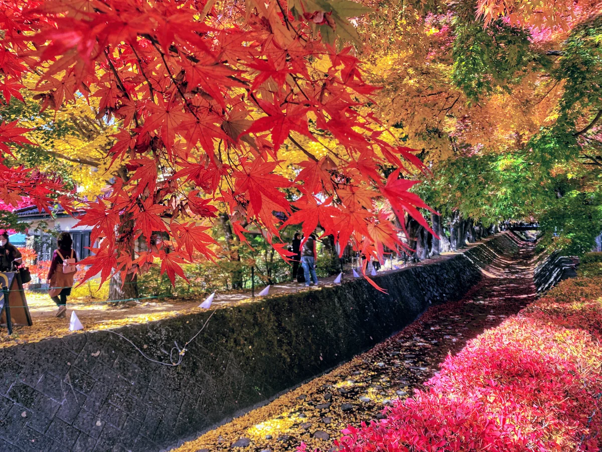 投稿写真：紅葉回廊